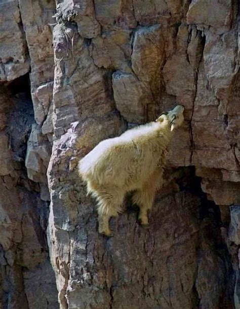 What A Climber Tell Me How Lol Mountain Goat Mountain Goats