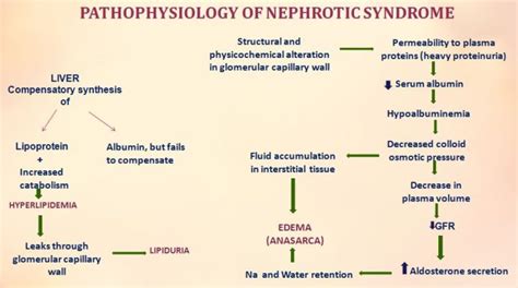 Pathophysiology Of Nephrotic Syndrome Histopathologyguru