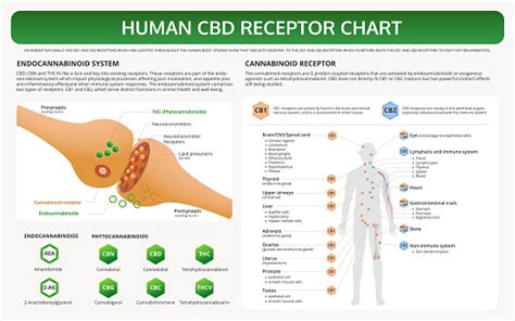 Human Cbd Receptor Chart Horizontal Textbook Infographic Stock