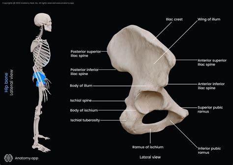 Hip Bone Encyclopedia Anatomyapp Learn Anatomy 3d Models