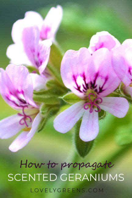 Plants For Free How To Propagate Scented Geraniums Not Your Ordinary