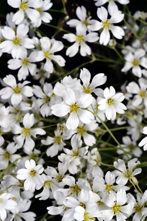 Pretty Delicate White Flowers White Flowers Iphone Wallpaper Flowers