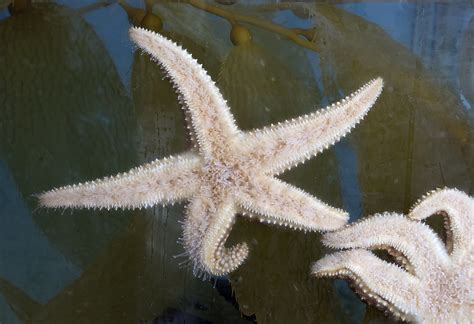 20171230 Starfish The Underside Of A Starfish Clinging To Flickr