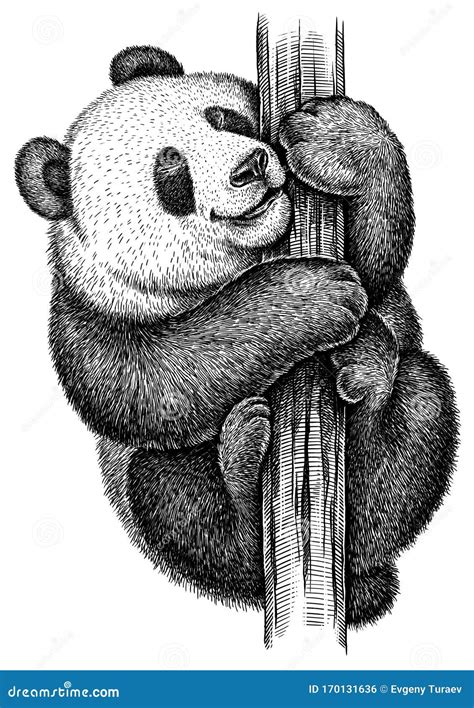 Black And White Engrave Isolated Panda Illustration Stock Illustration