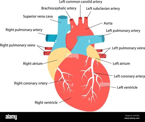 Heart Anatomy With Descriptions Educational Diagram With Human