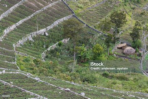 Kebun Ubi Jalar Di Dataran Tinggi Papua Nugini Foto Stok Unduh Gambar