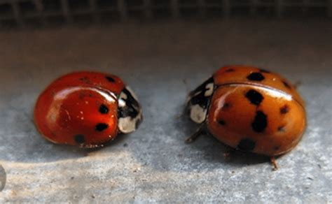how to tell the difference between good and bad ladybugs