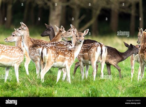 Fallow Deer Herd Stock Photo Alamy