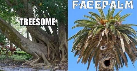 Tree Puns Funny Tree Memes