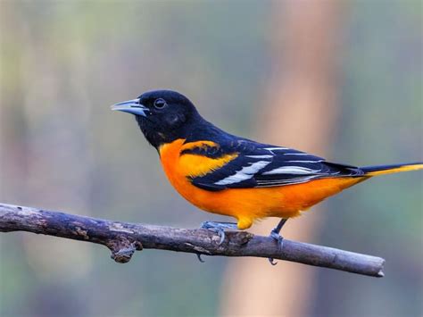 Orange And Black Bird List With 18 Birds With Photos Id And Info