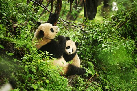 Research Reveals Giant Pandas More Diversified Diet 5000 Years Ago
