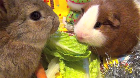 Guinea Pig And Bunny Rabbit Eating Lettuce Two Cute And Funny Pets