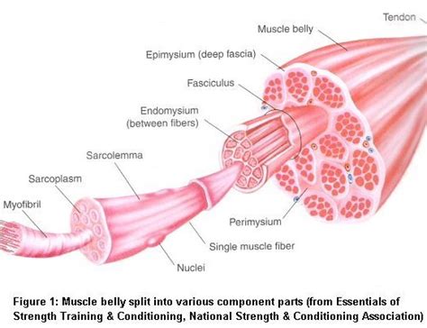 5 these are tiny canals that extend from the lacunae 5 these are 29 draw a picture of a long bone. CHEN2820 / Skeletal muscle tissue engineering