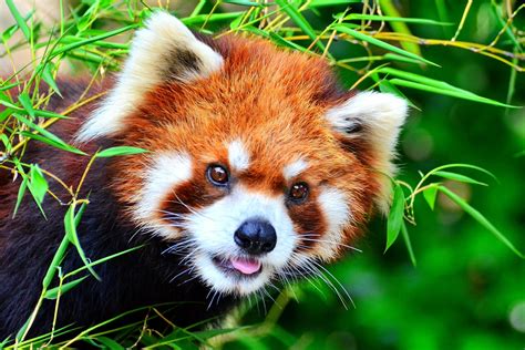 Firefox by vetoaurelia on deviantart. วอลเปเปอร์ : สัตว์เลี้ยงลูกด้วยนม, สวนสัตว์, firefox, หมี ...
