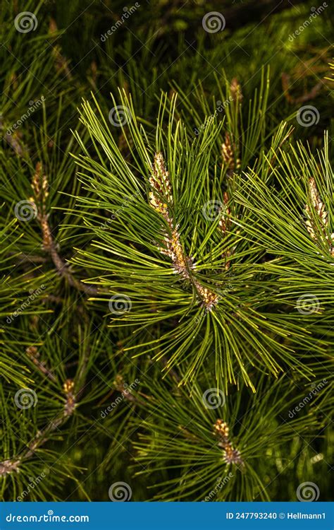 Leaves Of Chinese Red Pine Stock Photo Image Of Christmas 247793240