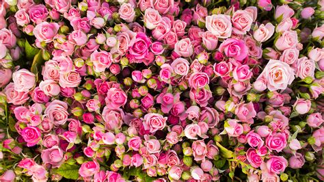 Fonds Decran 2560x1440 Roses Beaucoup Rose Couleur Fleurs Télécharger