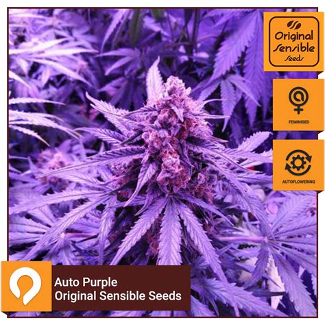 Auto Purple Original Sensible Seeds Feminised Seeds Kazam Seeds