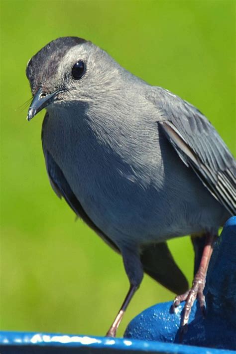 17 Beautiful Grey Birds With Pictures Video Video Animal