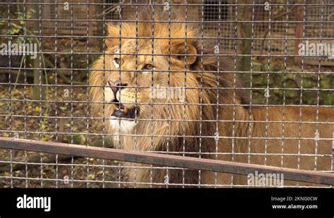 Zoo Cruelty Stock Videos And Footage Hd And 4k Video Clips Alamy
