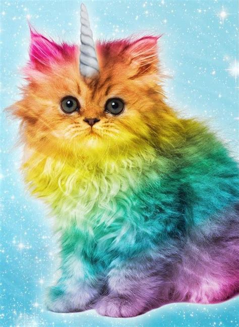 Colorful Kitty Rainbow Kittens Rainbow Cat Unicorn Cat