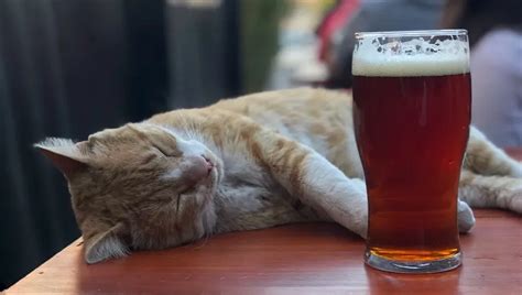 How Bad Is Alcohol For Cats What Should I Do If My Cat Accidentally