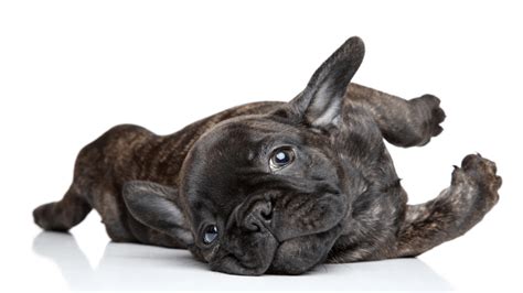 It's the best way to control frenchie's food intake because the owner becomes the only one who will tailor the menu. The Best Food For My French Bulldog Puppy - Best Dog Food ...