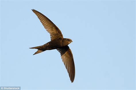 The Secret To How Swifts Eat Mate And Sleep As They Fly