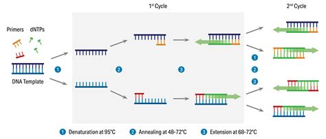 Real Time Pcr Qpcr Stratech