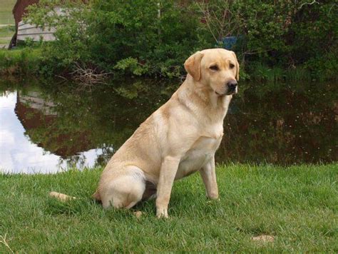 Akc registered lab puppies for sale. CKC REGISTERED PUREBRED LABRADOR RETRIEVER PUPPIES FOR ...