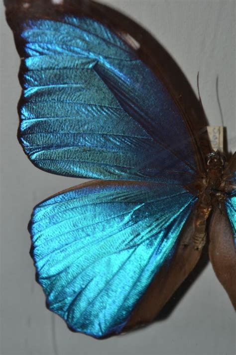 Iridescent Blue Morpho Butterfly Rainforest Dweller In 2020 Blue