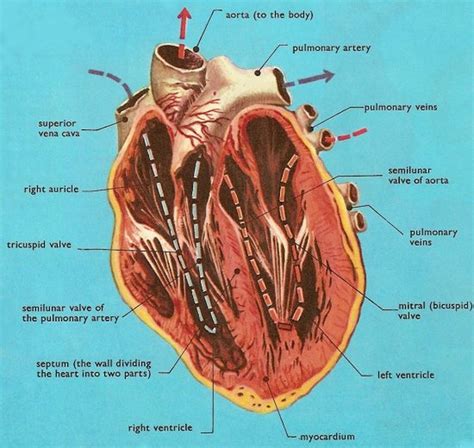 Fetal Pig Circulatory System Diagram