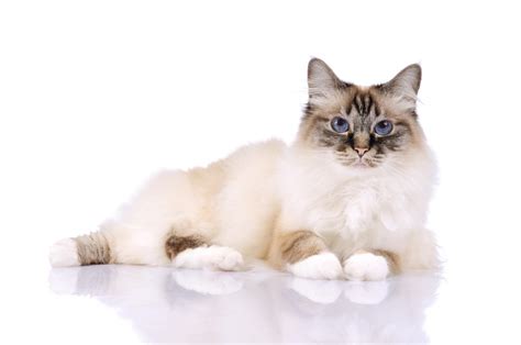 Maybe you would like to learn more about one of these? Personality Traits of the Face-Meltingly Awesome Birman Cats