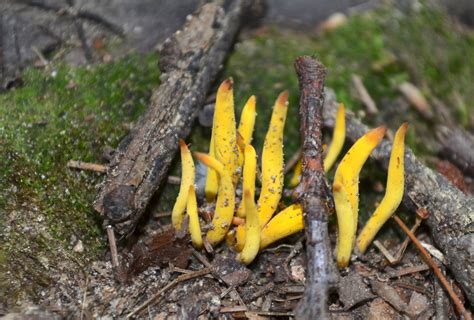 Yellow dotted fungus is a food item that drops from fully matured and undecayed yellow dotted fungus crops. Yellow Coral Fungus - Watching for WildflowersWatching for ...