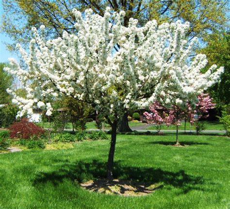 Both the flowers and the leaves have a. Crabapple 'Zumi' | Ornamental Trees | Trees | Plants ...