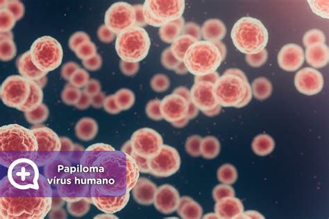 Vírus Do Papiloma Humano Hpv Como Ele é Transmitido Mediquo