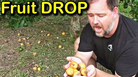 Why Is My Tree Dropping Fruit And How To Stop Fruit Drop Youtube