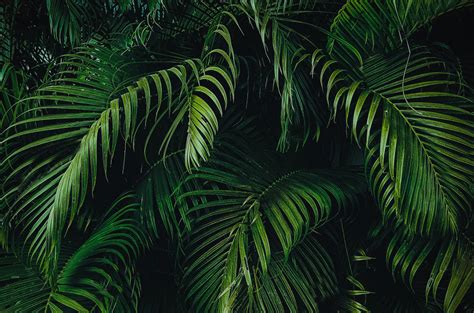 1447 leaf hd wallpapers and background images. Wallpaper,Tropical Foliage,Jungle Leaves,photo,Vinyl,Self ...