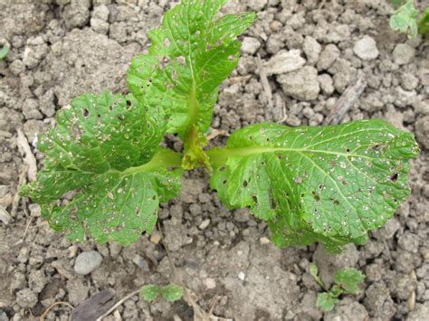 Grasshoppers And Flea Beetles Ipm Pest Advisories