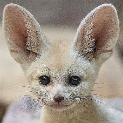 Follow Animalgeolife For More Amazing Content Lovely Fennec Fox With