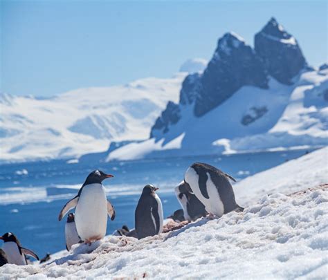 Wildlife Of Antarctica A 2019 Guide To The Animals Of The Antarctic
