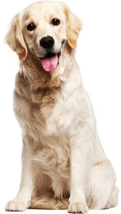 Golden Retriever Images Puppy - Dog | Golden retriever ...
