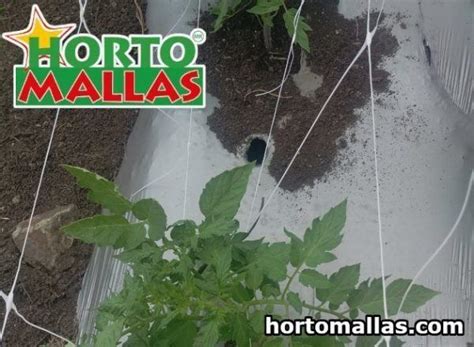 Tomato Trellis1 Hortomallas™ Supporting Your Crops®