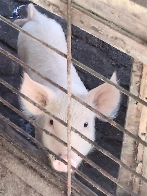 My Little Piggy Fri Stock Image Image Of Window Animal 231921309