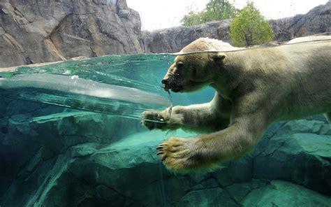 Wallpaper 1920x1200 Px Animals Bears Ice Polar Split Underwater