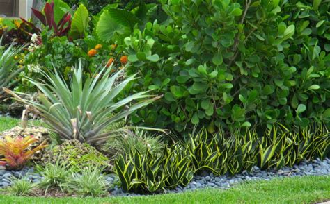Wild coffee, one of the lesser known native florida plants, is a lovely, graceful shrub that produces berries similar to coffee beans. South Florida Landscaping Ideas - Tropical - Landscape ...