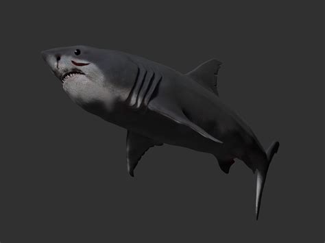 Mitchell Doyle Sisson 3d Shark Week