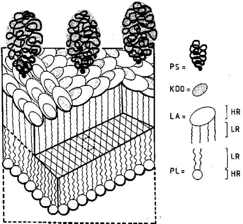 Schematic View Of The Outer Membrane Of Gram Negative Bacteria To