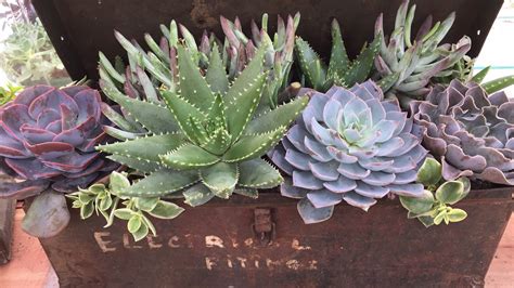 Aloe Brevifolia Crocodile Plant Succulents For Sale Bulk