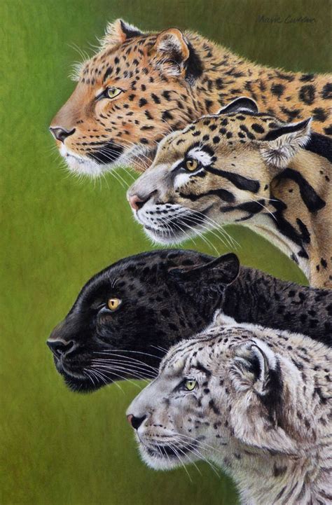 4 Leopards Pastel Drawing Amur Leopard Panthera Pardus Orientalis