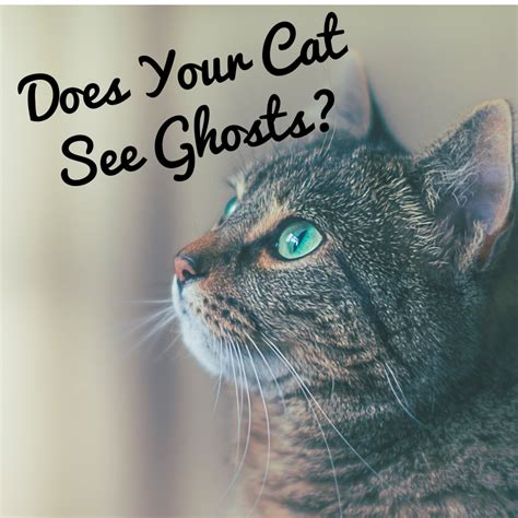 Can Cats See Spirits How To Tell If Your Cat Sees A Ghost Exemplore